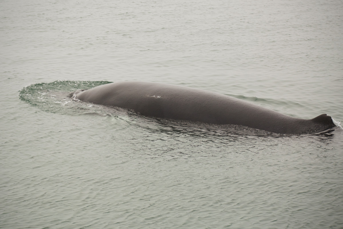 Baleine au quai du Port de Havre-Saint-Pierre.